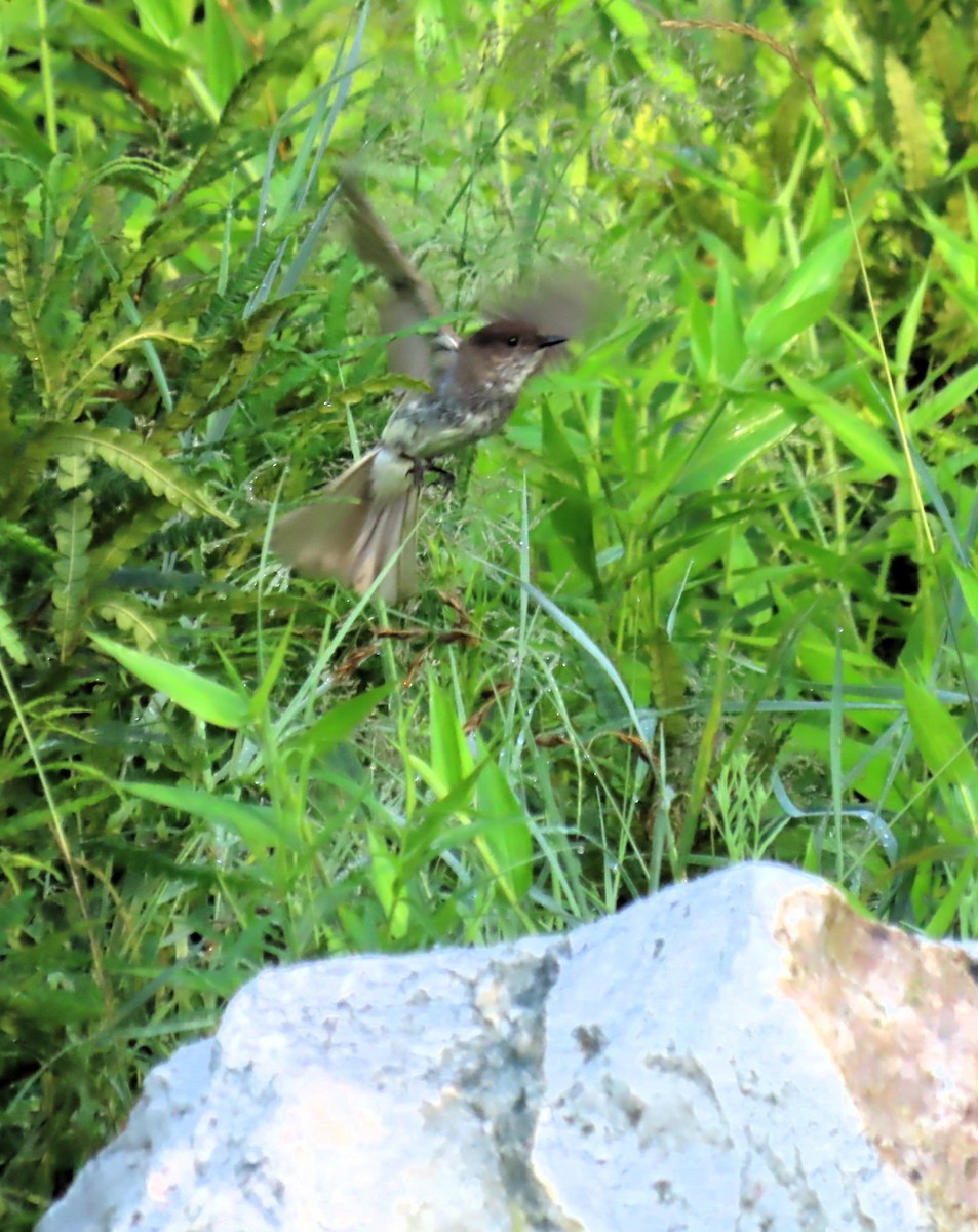 Eastern Phoebe - ML638964692