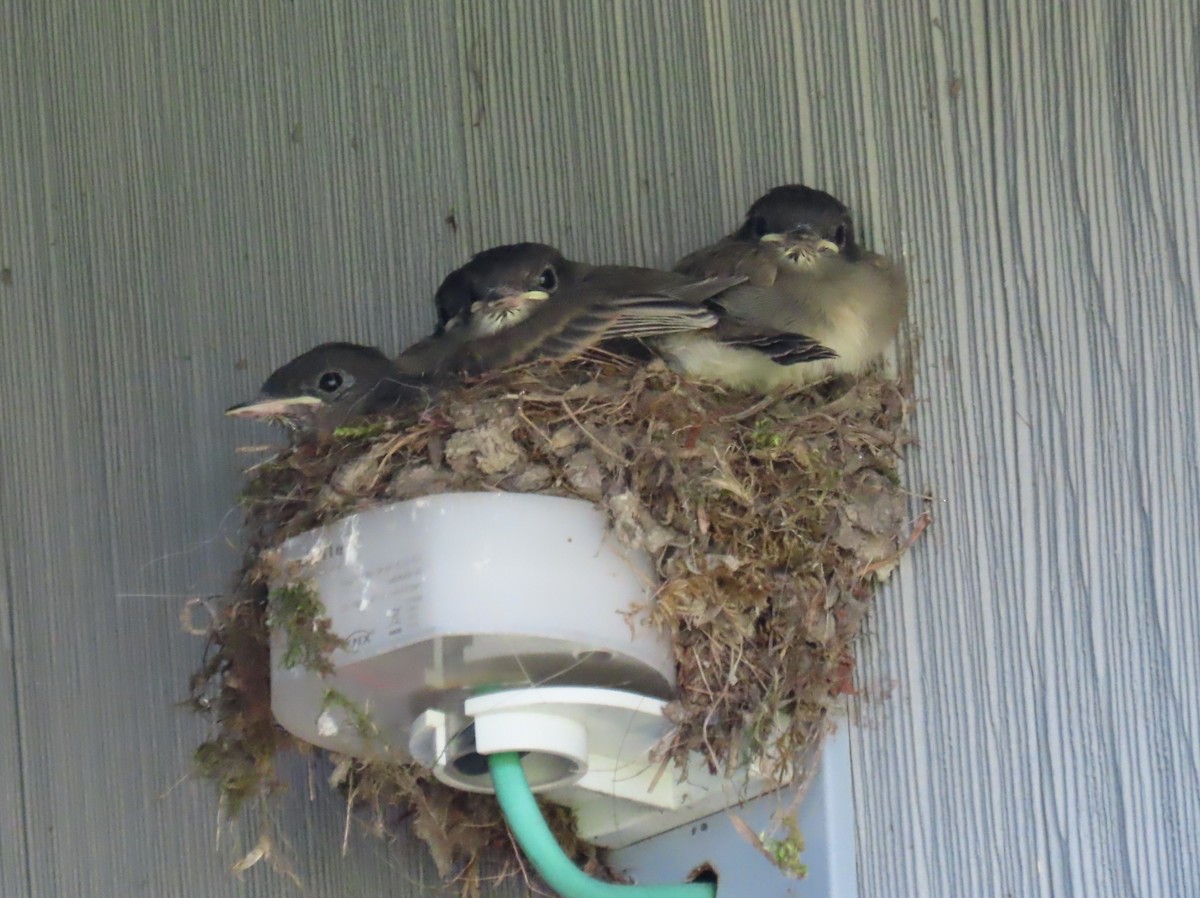 Eastern Phoebe - ML638964693