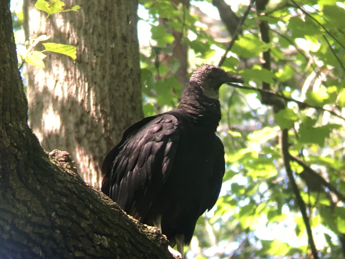 Black Vulture - ML638964723