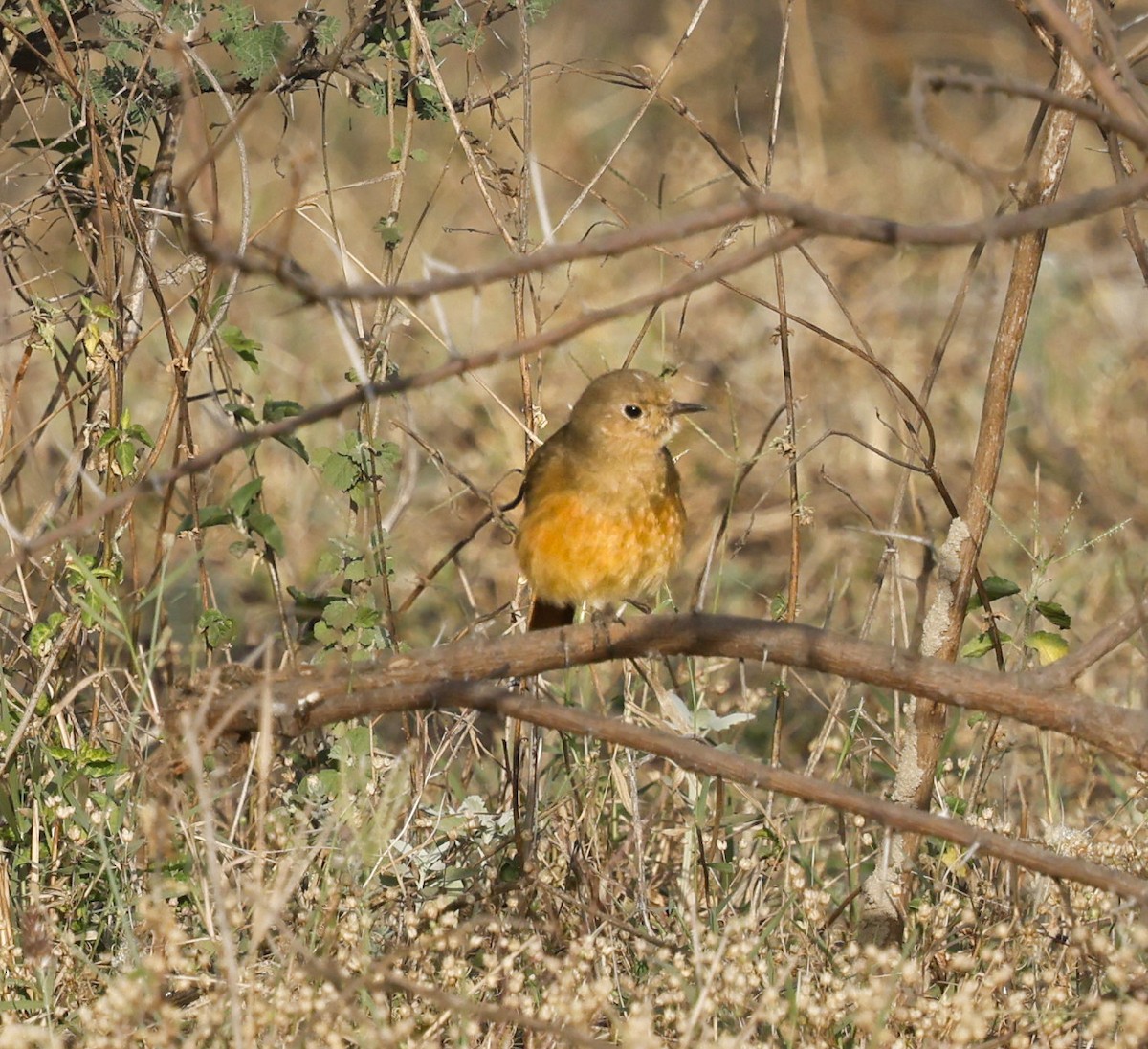 Black Redstart - ML638964749