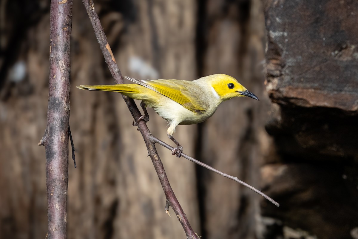 White-plumed Honeyeater - ML638964760