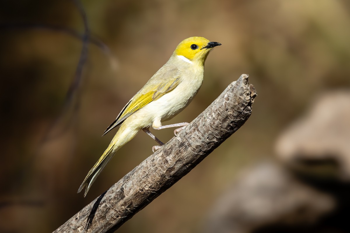 White-plumed Honeyeater - ML638964761