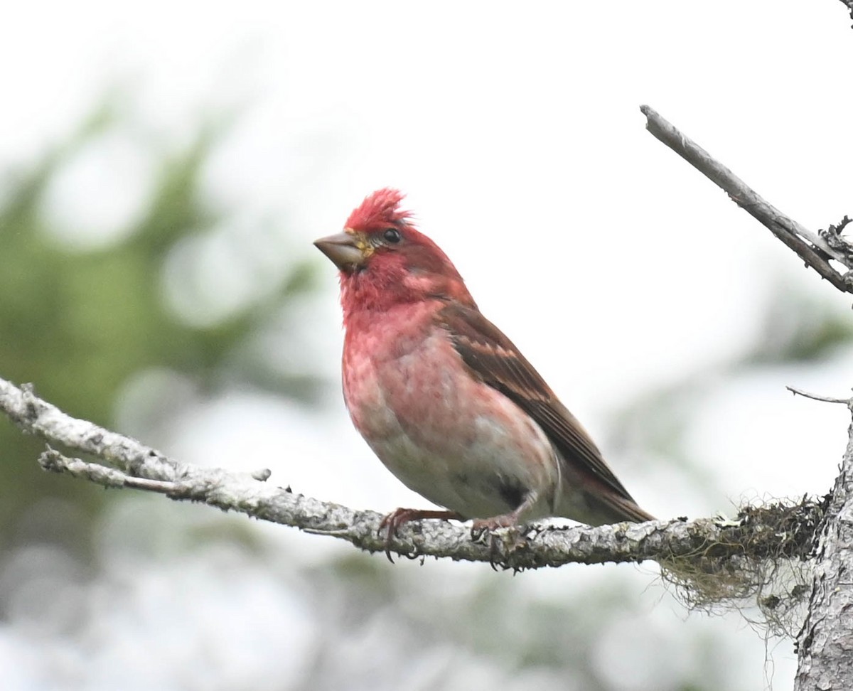 Purple Finch - ML638964762