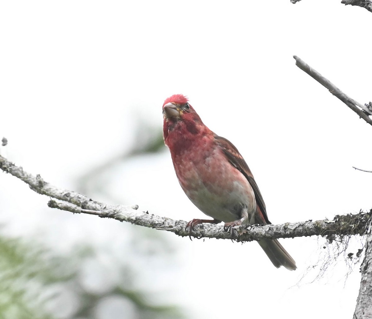 Purple Finch - ML638964764