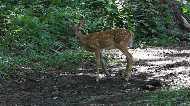 White-tailed Deer - ML638964772