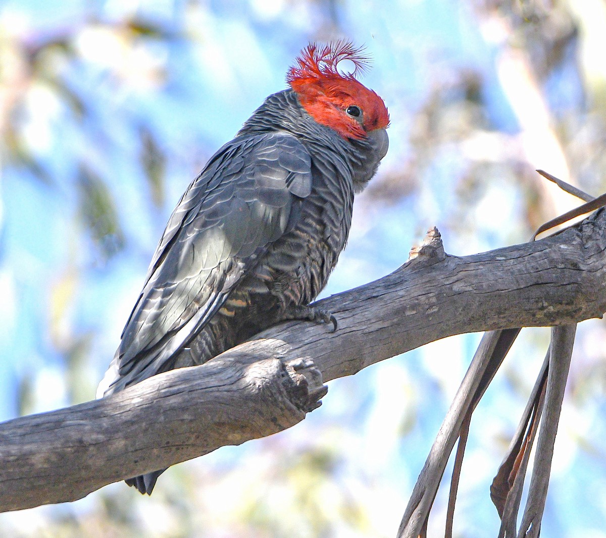 Gang-gang Cockatoo - ML638964778
