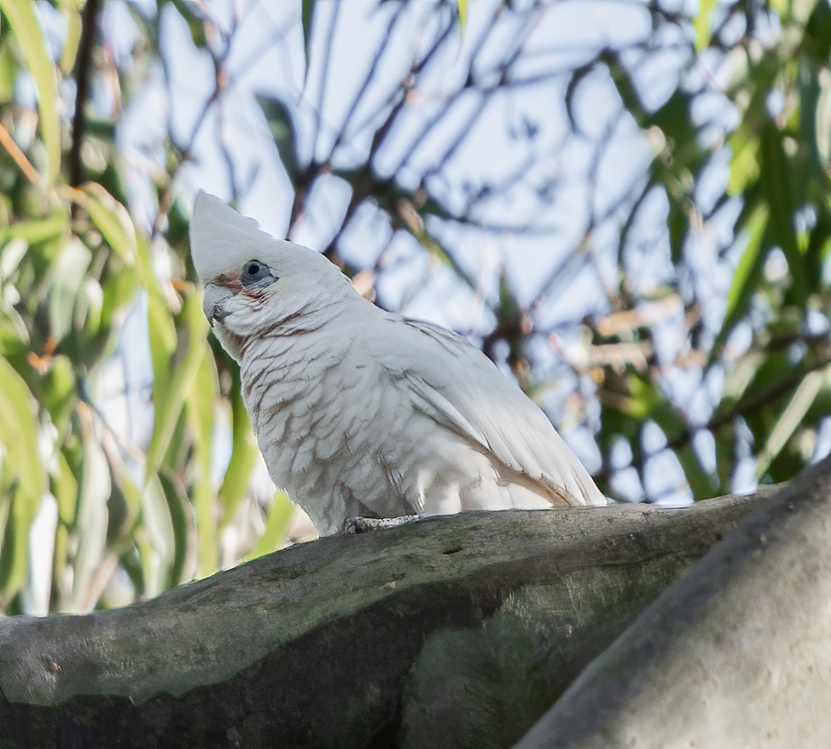 Little Corella - ML638964791