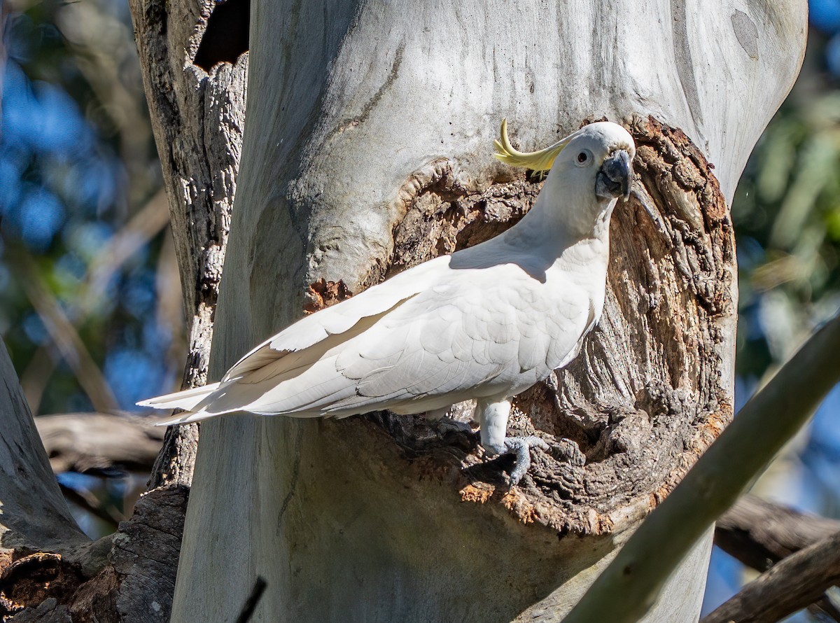 Sulphur-crested Cockatoo - ML638964802