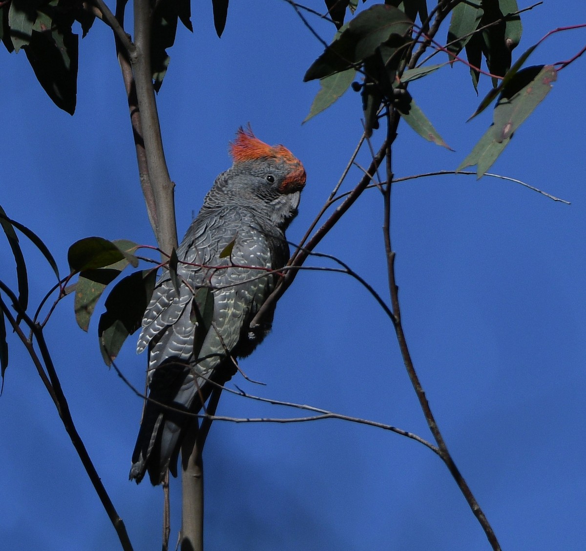 Gang-gang Cockatoo - ML638964804