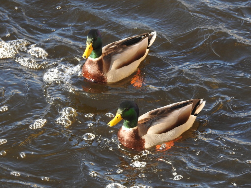 Mallard - ML638964810