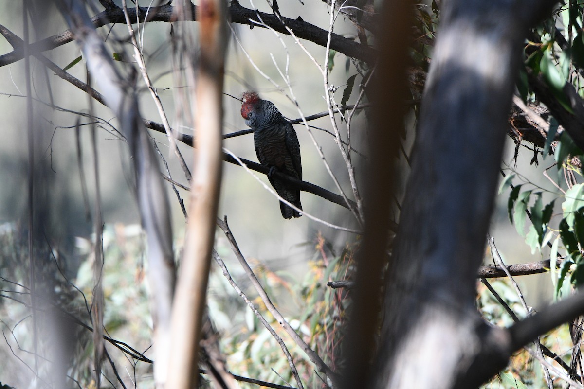 Gang-gang Cockatoo - ML638964815