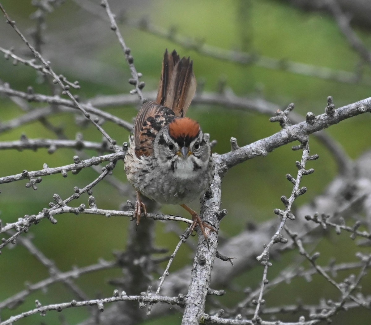 Swamp Sparrow - ML638964816