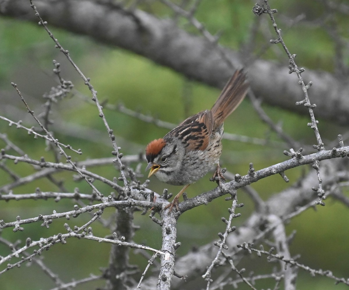 Swamp Sparrow - ML638964817