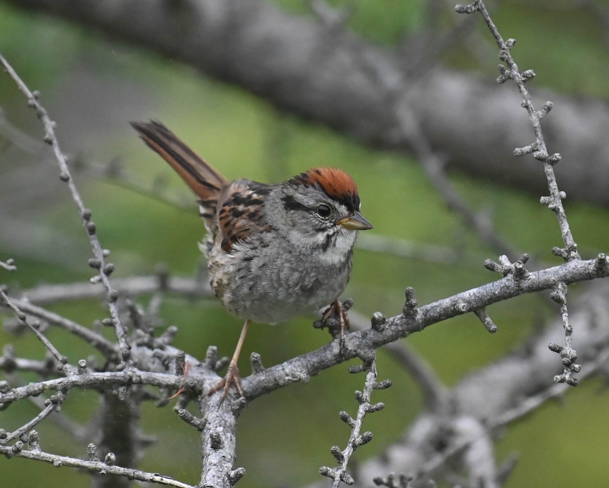 Swamp Sparrow - ML638964818