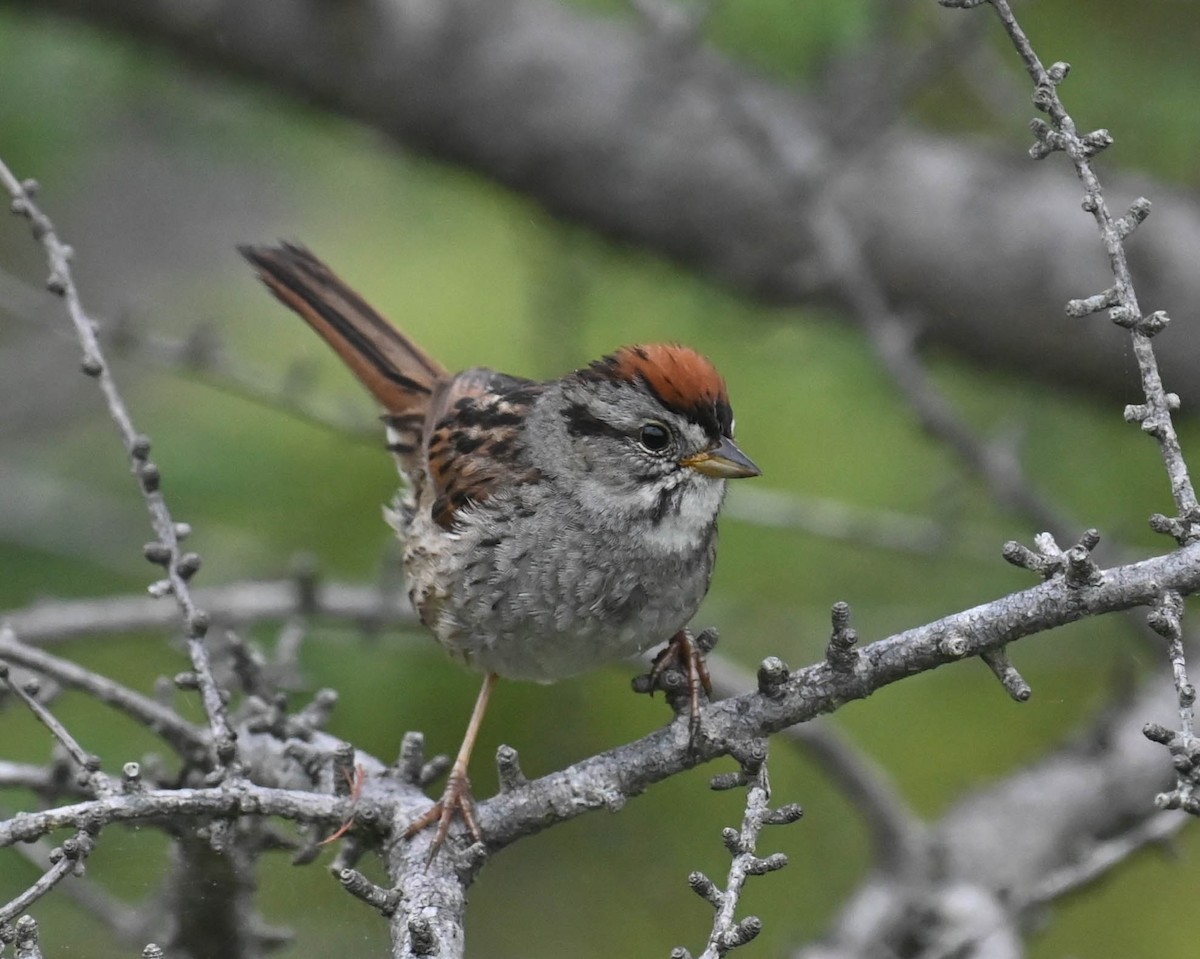 Swamp Sparrow - ML638964819