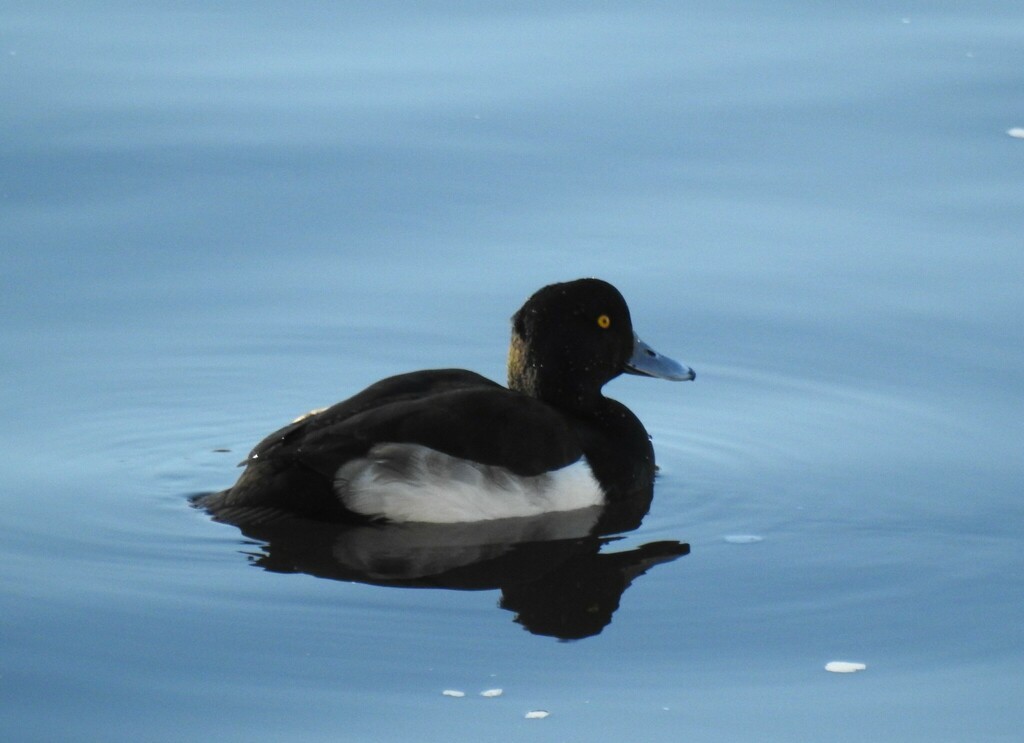 Tufted Duck - ML638964821