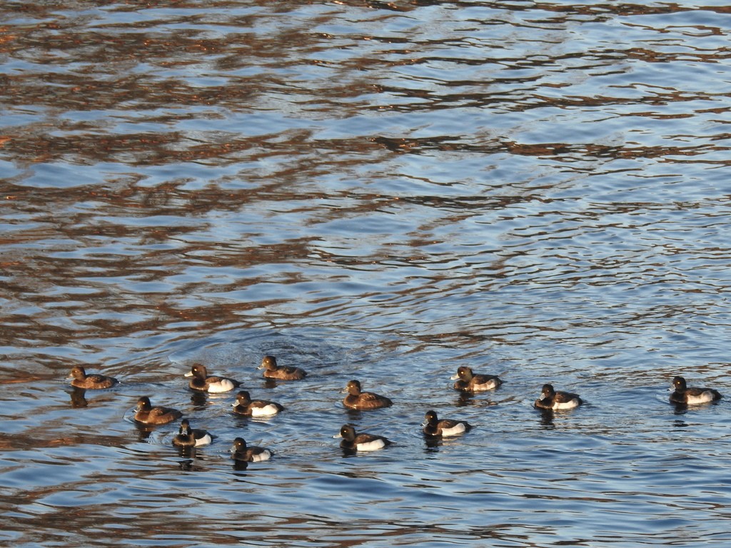 Tufted Duck - ML638964822