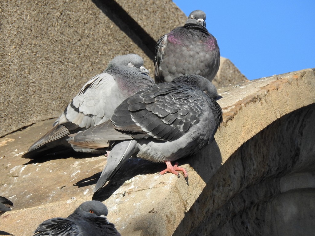 Rock Pigeon (Feral Pigeon) - ML638964824