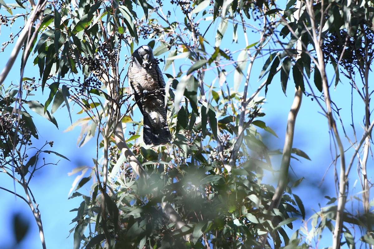 Gang-gang Cockatoo - ML638964826