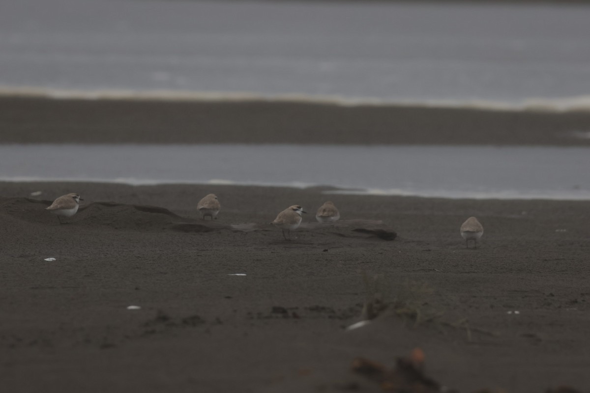 Snowy Plover - ML638964828