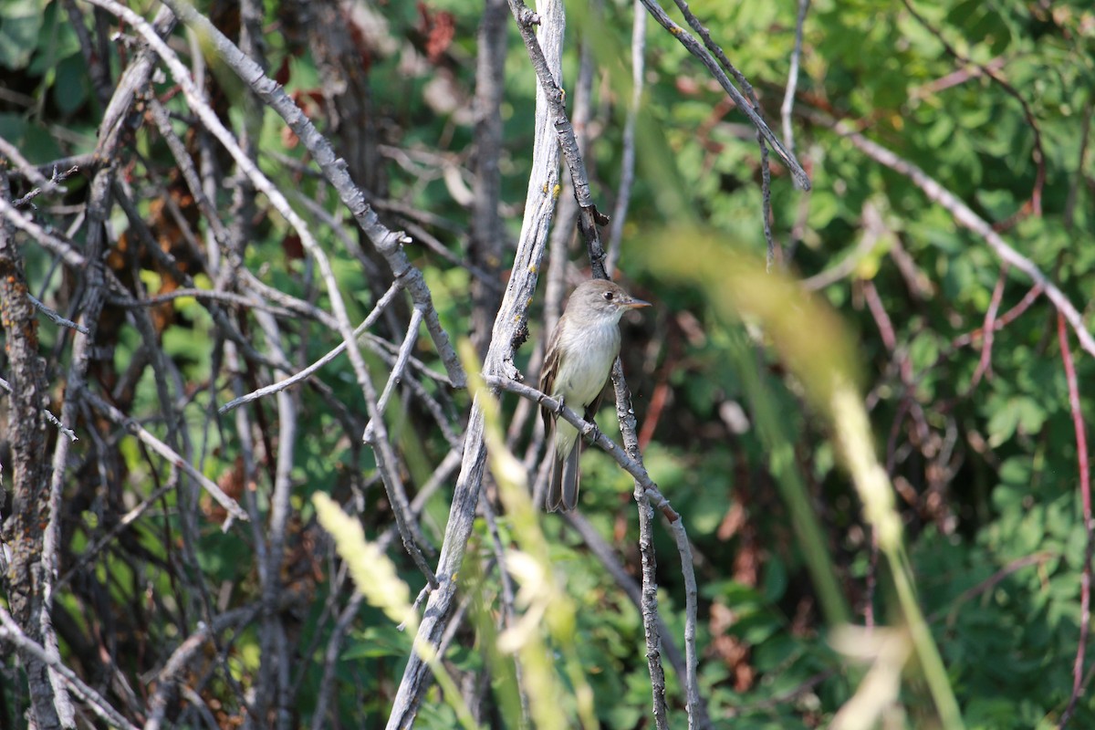 Moucherolle des saules - ML638964835