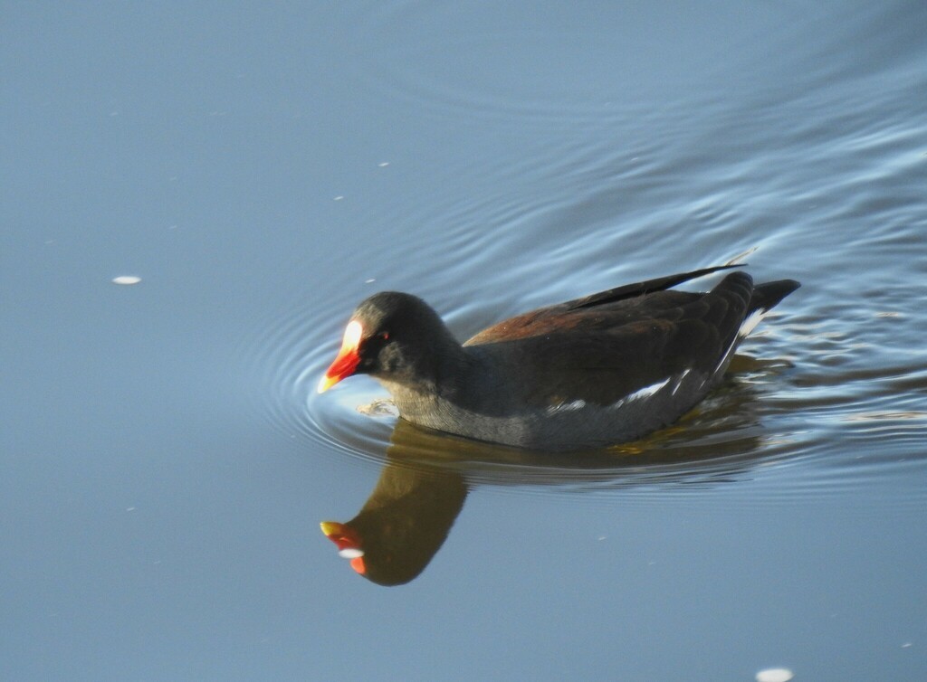 Eurasian Moorhen - ML638964840