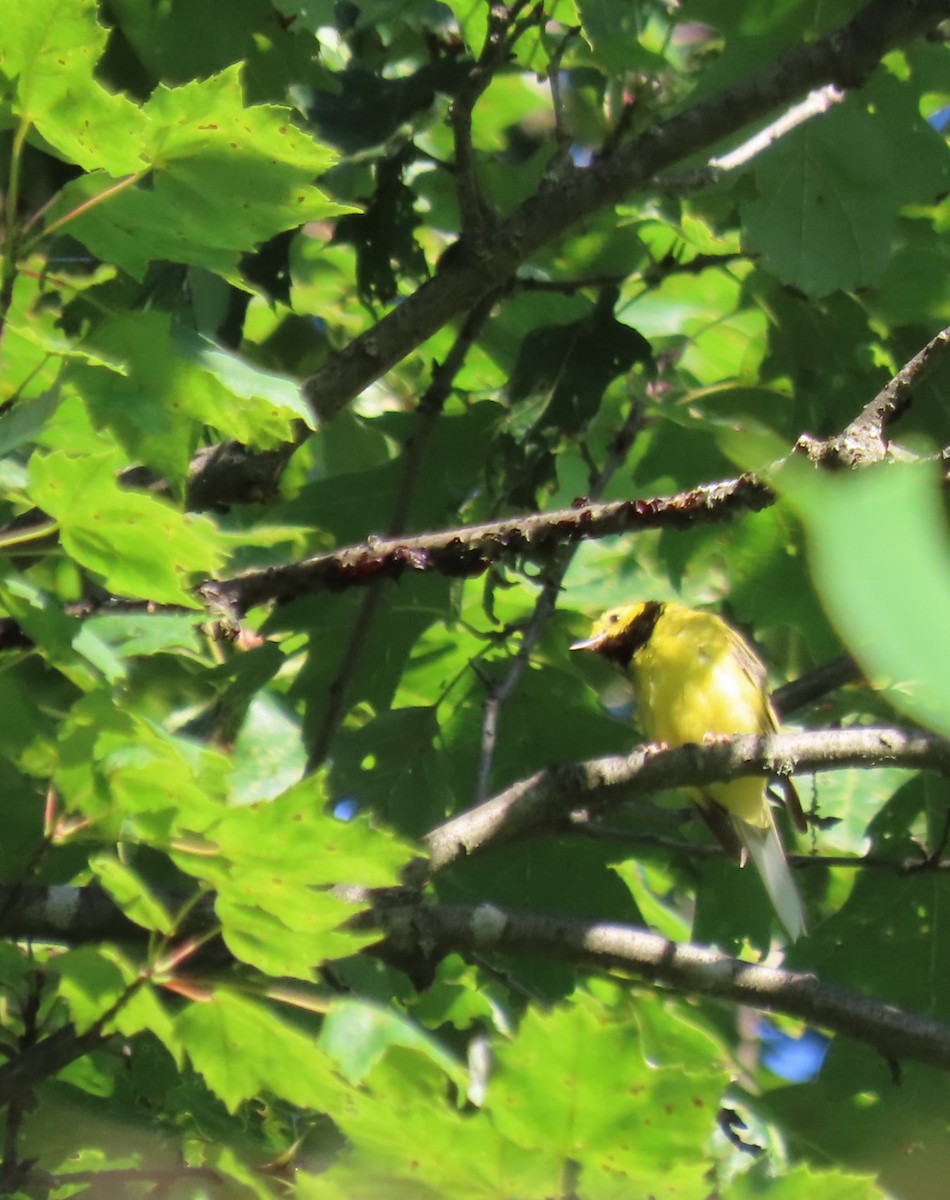Hooded Warbler - ML638964848