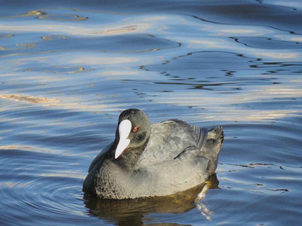 Eurasian Coot - ML638964851