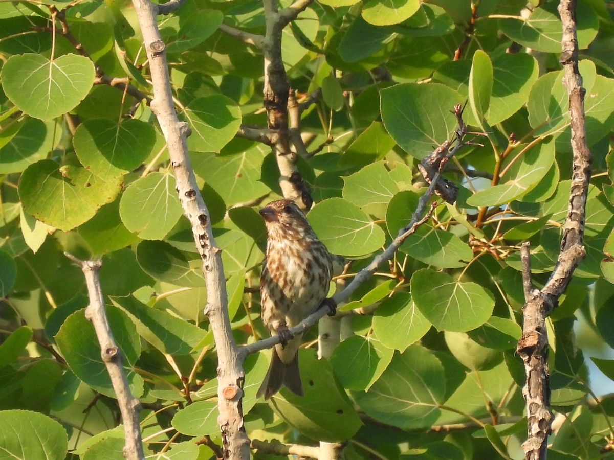 Purple Finch - ML638964856