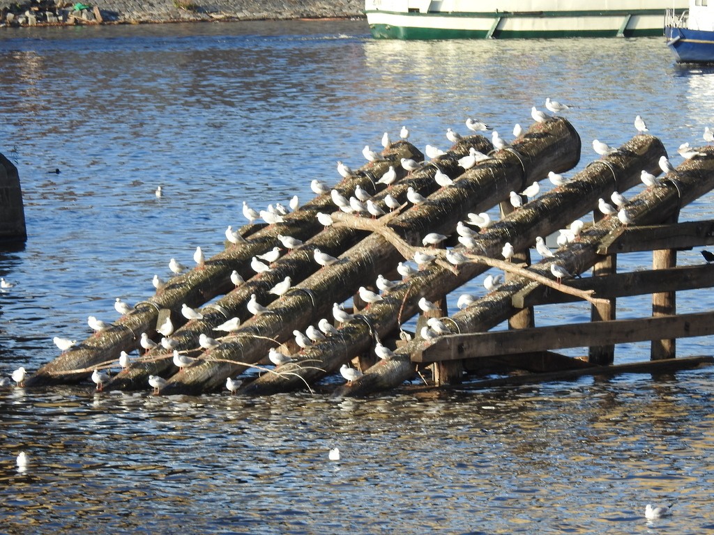 Black-headed Gull - ML638964858