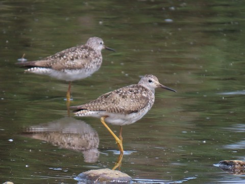 Lesser Yellowlegs - ML638964859