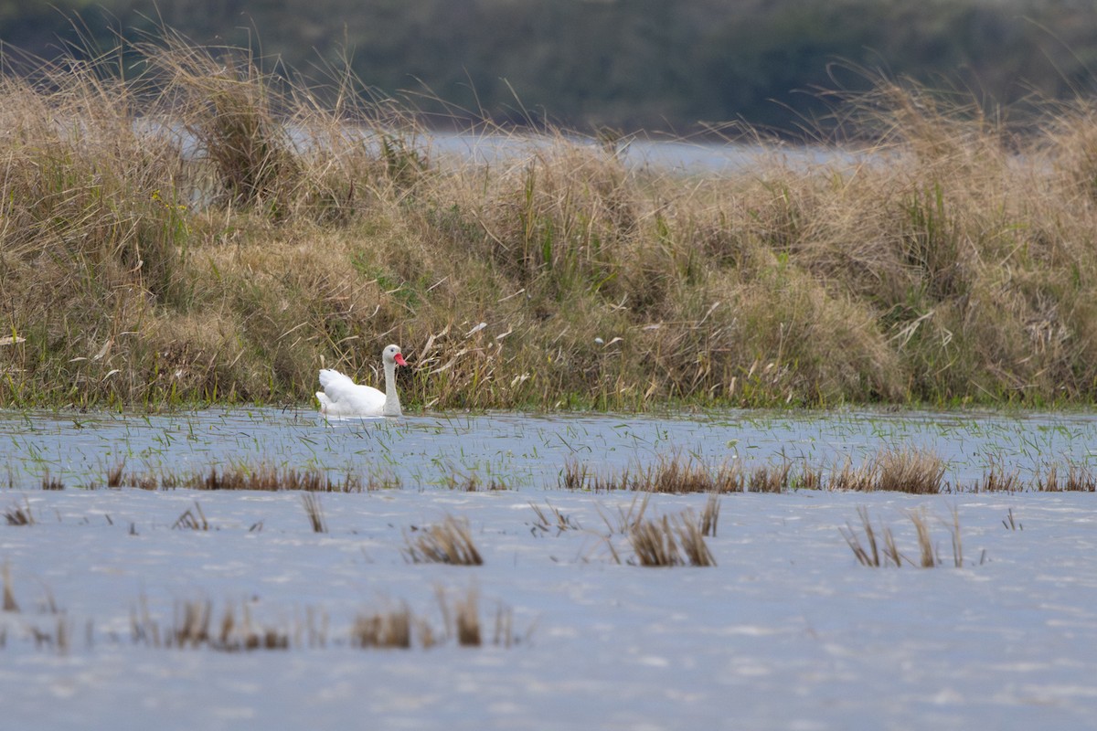 Coscoroba Swan - ML638964865
