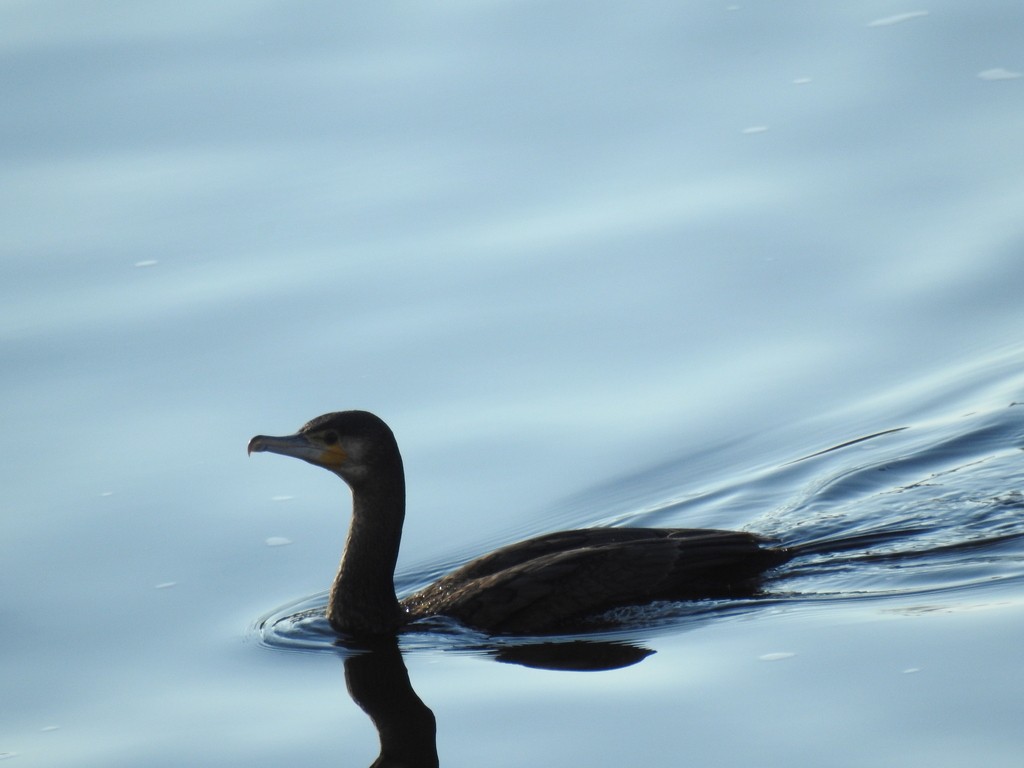 Great Cormorant - ML638964868