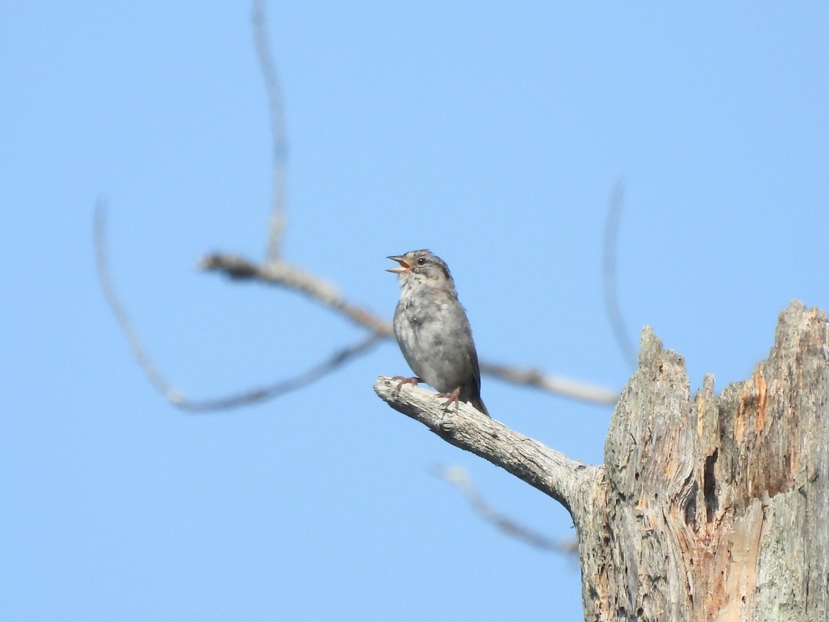 Swamp Sparrow - ML638964872