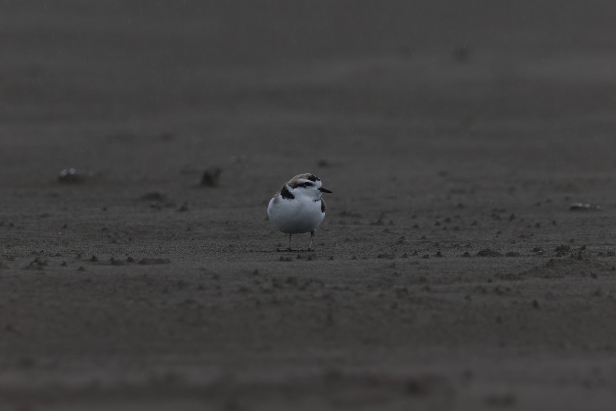 Snowy Plover - ML638964879