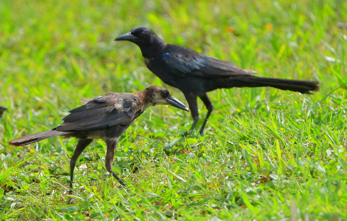 Boat-tailed Grackle - ML638964890