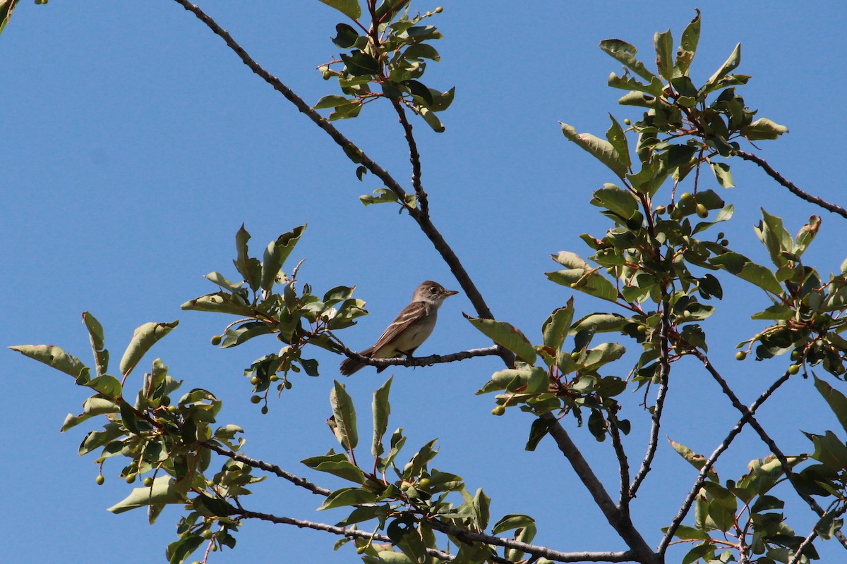 Moucherolle des saules - ML638964892