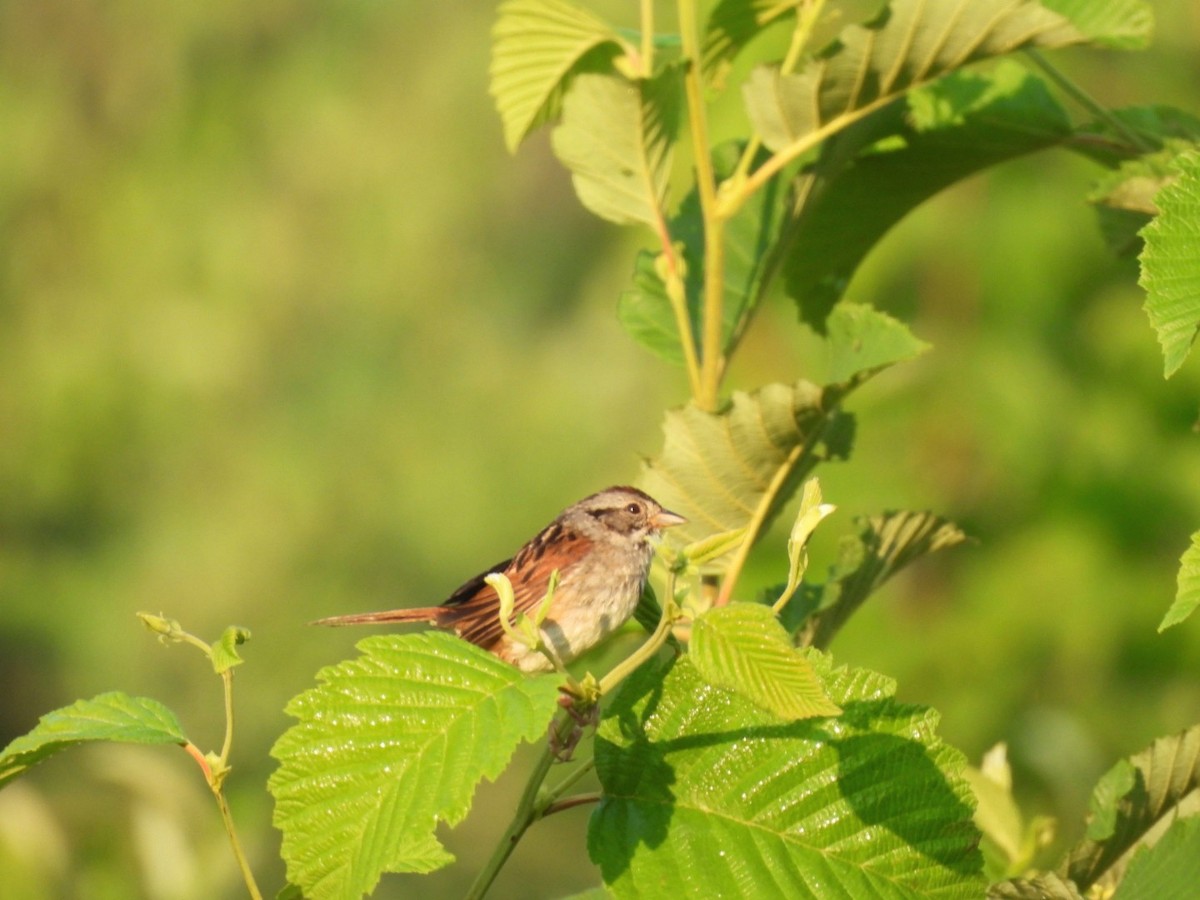 Swamp Sparrow - ML638964893
