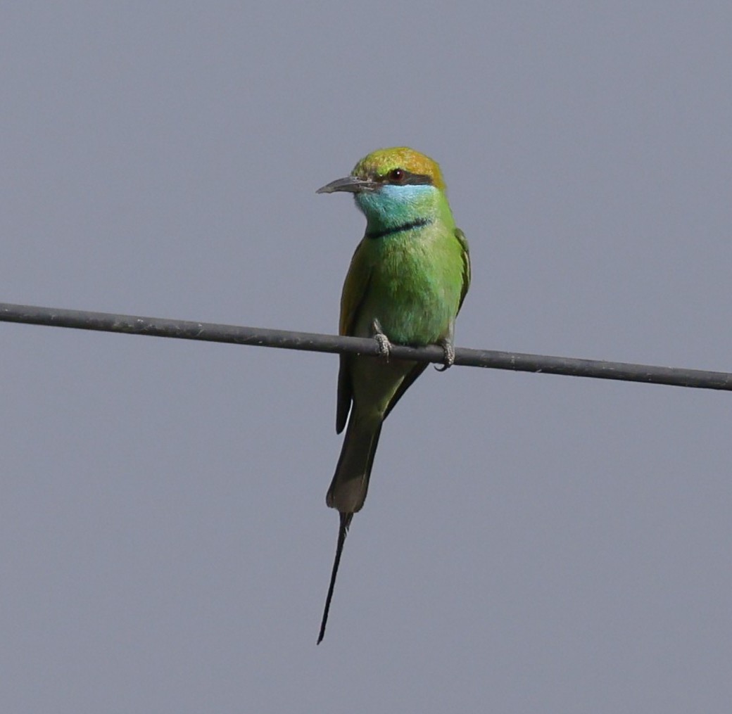Asian Green Bee-eater - ML638964914
