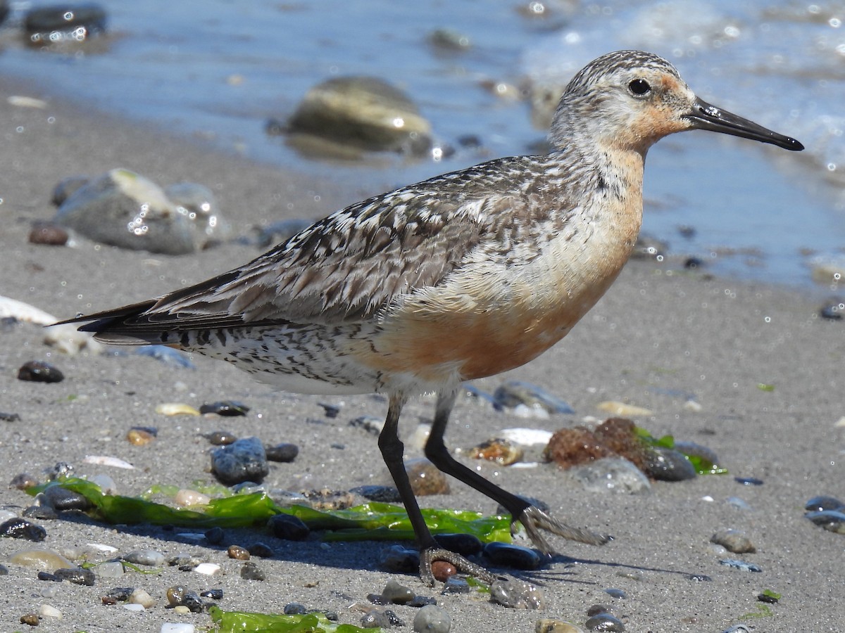 Red Knot - ML638964915