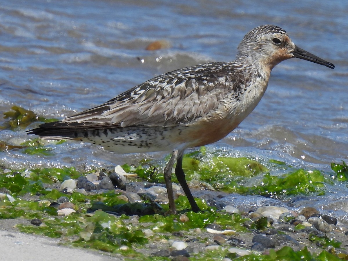 Red Knot - ML638964916