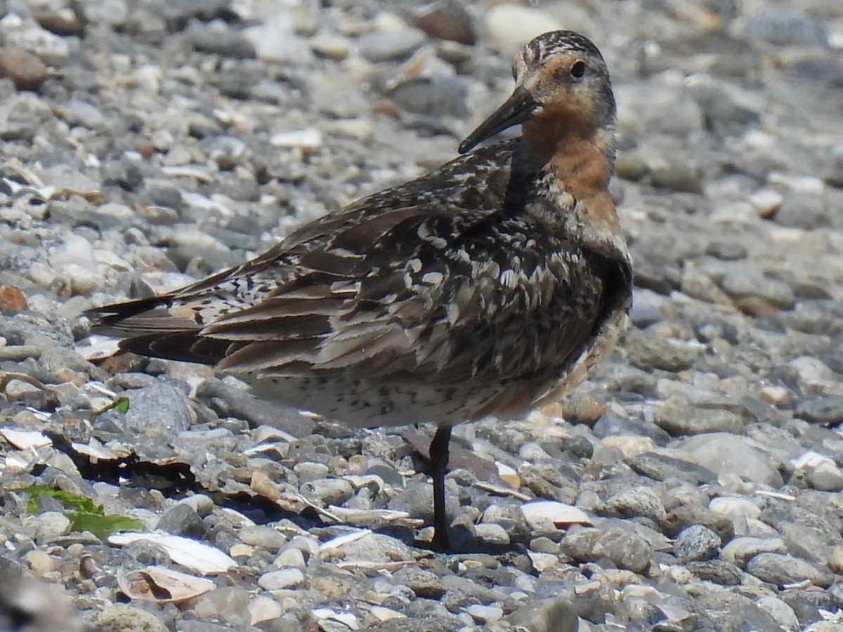 Red Knot - ML638964917