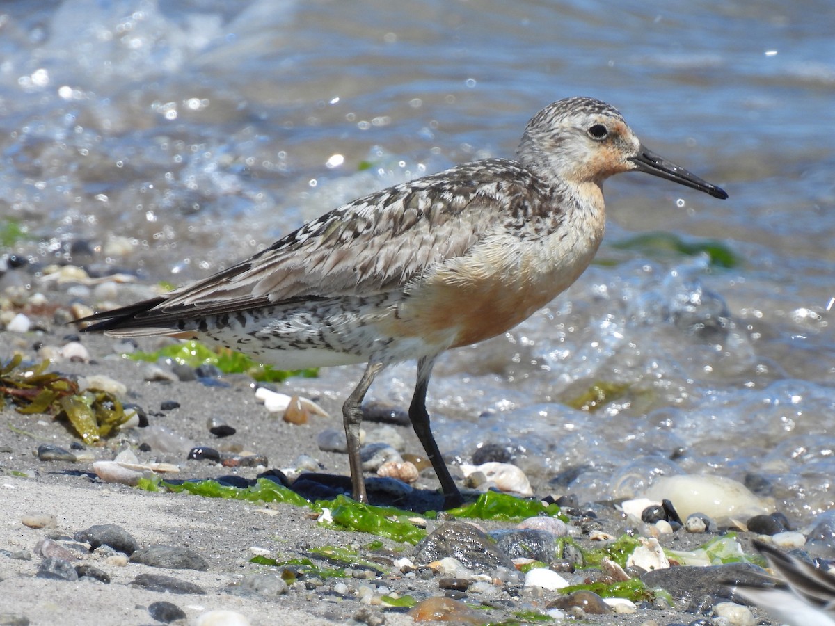 Red Knot - ML638964918