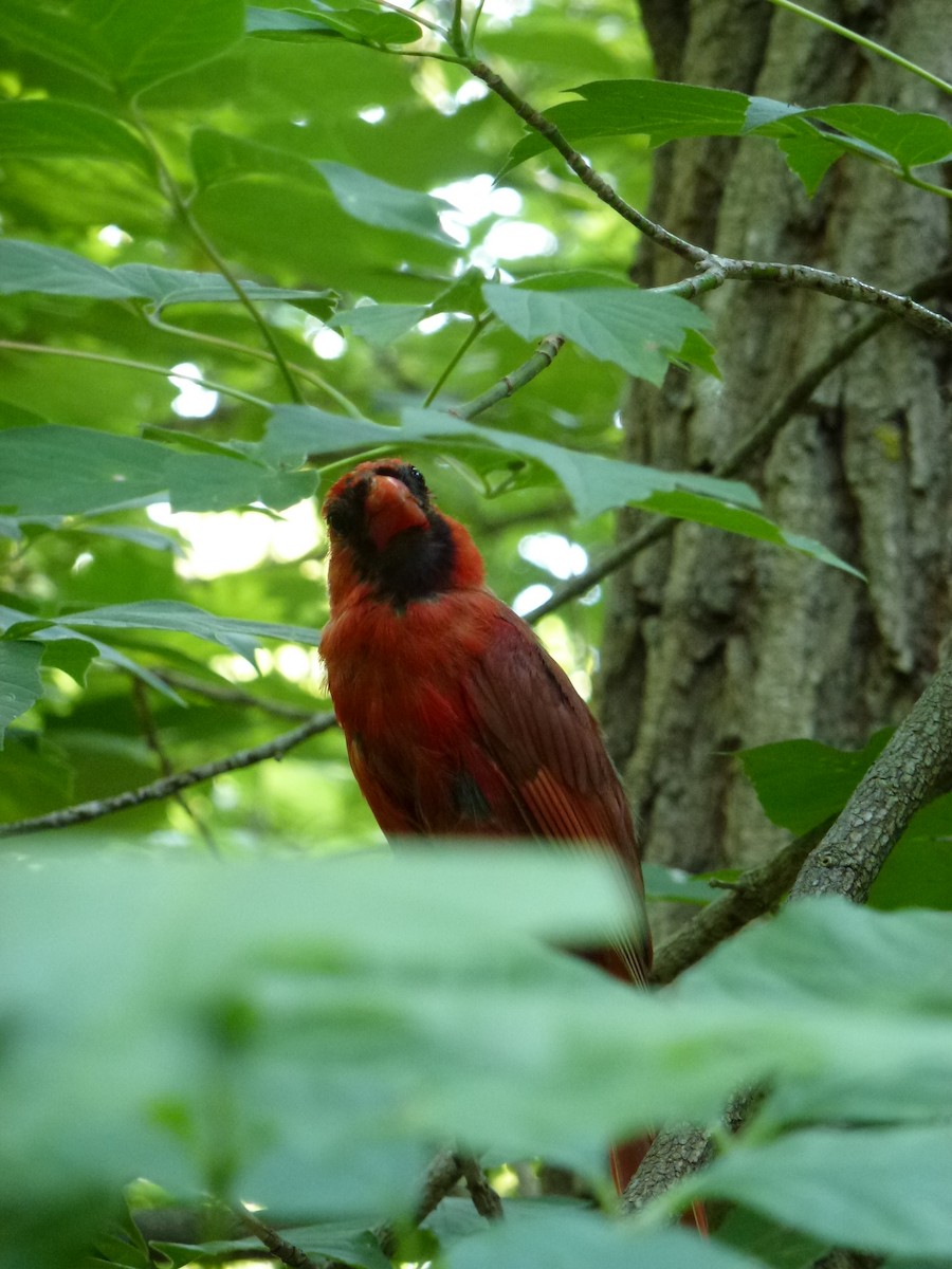 Northern Cardinal - ML638964927