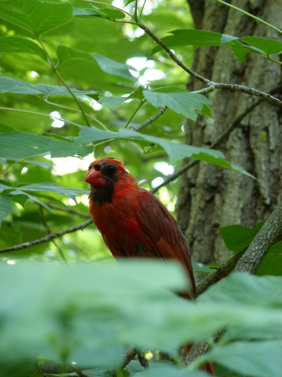 Northern Cardinal - ML638964933