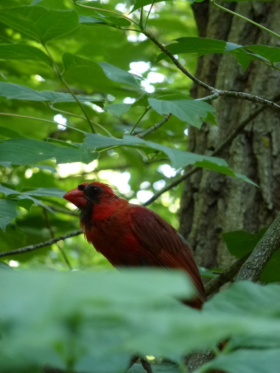 Northern Cardinal - ML638964945