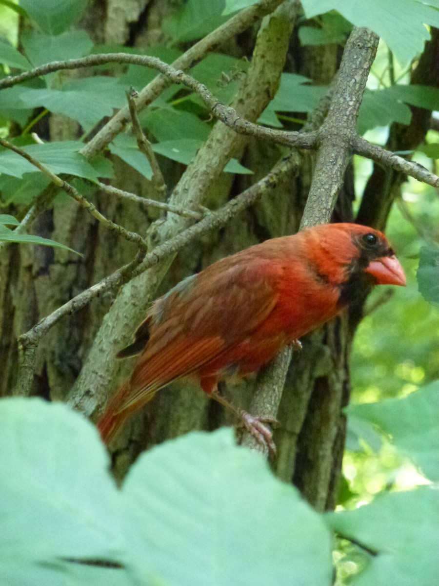 Northern Cardinal - ML638964955