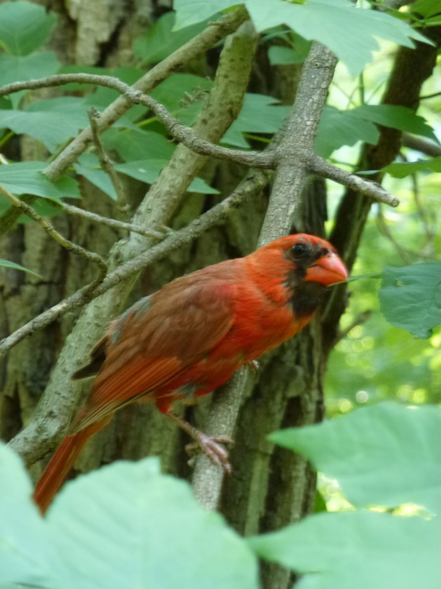 Northern Cardinal - ML638964972