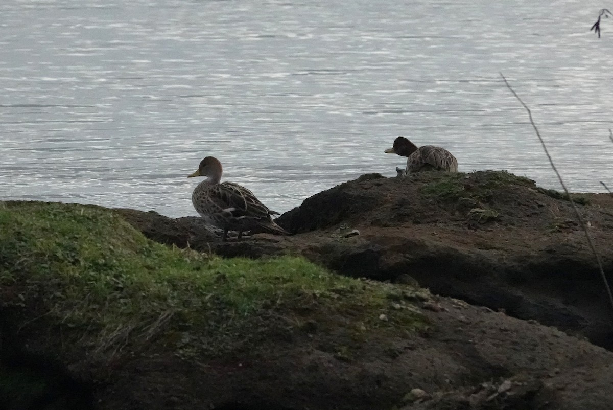 Yellow-billed Pintail - ML638964999