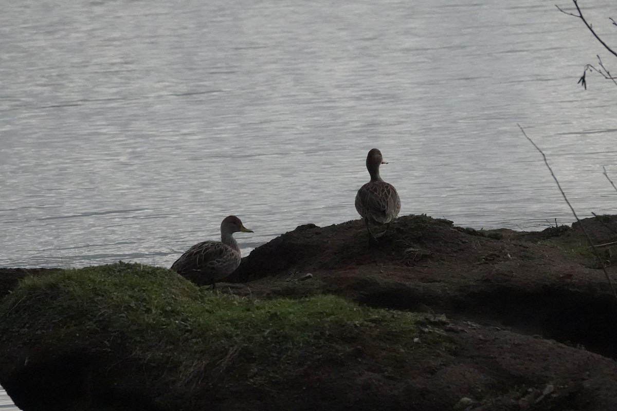 Yellow-billed Pintail - ML638965000